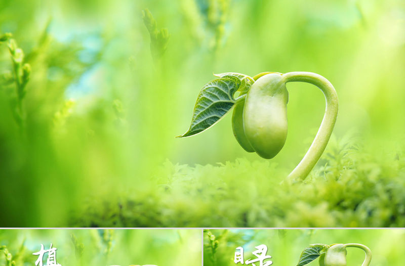 原創開場視頻小樹苗生長發芽成長春天ppt模板-版權可商用