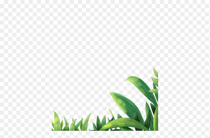 底部边角边框植物小草花朵清新春天春季装饰免抠元素素材