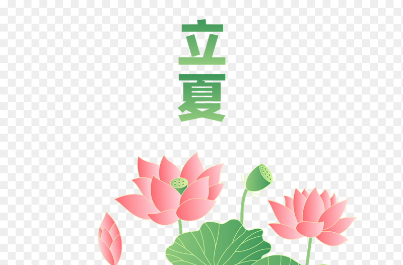 荷叶荷花立夏艺术字清新夏天夏季植物花朵中国传统二十四节气立夏时节主题素材免抠元素