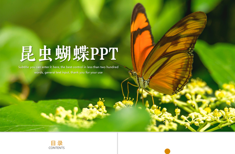 昆蟲蝴蝶蛻變商務(wù)匯報總結(jié)計劃PPT模板