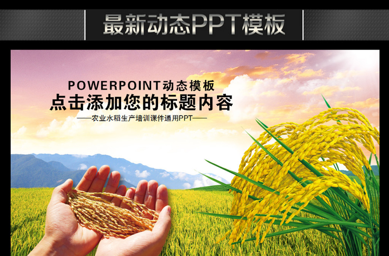 農(nóng)業(yè)生產(chǎn)水稻播種新農(nóng)村建設(shè)PPT