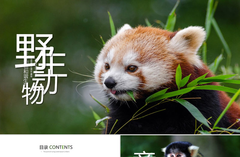 原創保護珍貴野生動物ppt課件-版權可商用