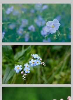 高清花儿 花朵特写背景图片