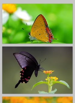 漂亮的蝴蝶 3张