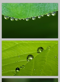 雨露 水滴 绿叶高清写真大图绿色清新ppt图片
