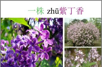 一株紫丁香ppt課件