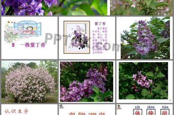 一株紫丁香ppt課件