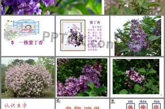 一株紫丁香ppt課件