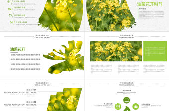 原創(chuàng)春天鄉(xiāng)村旅游油菜花風(fēng)景油菜花田PPT模板