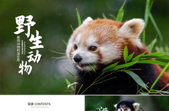 原創(chuàng)保護(hù)珍貴野生動物ppt課件-版權(quán)可商用