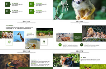 原創(chuàng)保護(hù)珍貴野生動物ppt課件-版權(quán)可商用