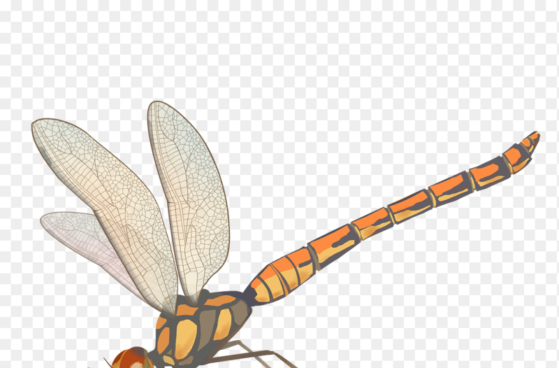 春天春季蜻蜓免抠元素素材