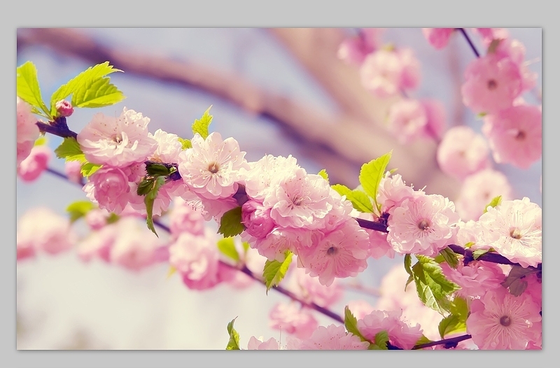 漂亮的樱花高清背景图片