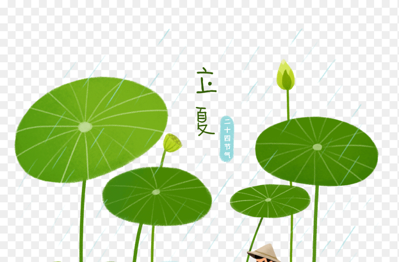 夏天夏季荷叶卡通人物插画风装饰中国传统二十四节气立夏时节主题素材免抠元素