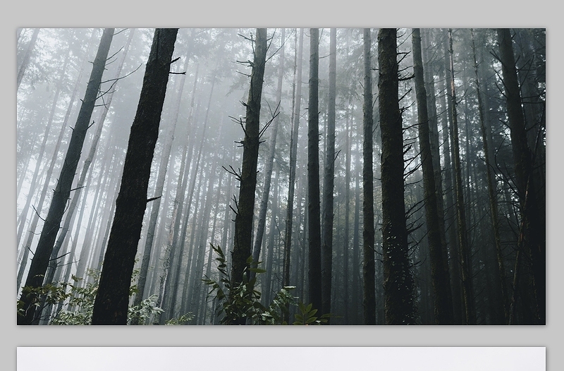 晨雾中的森林树木自然小清新高清图片