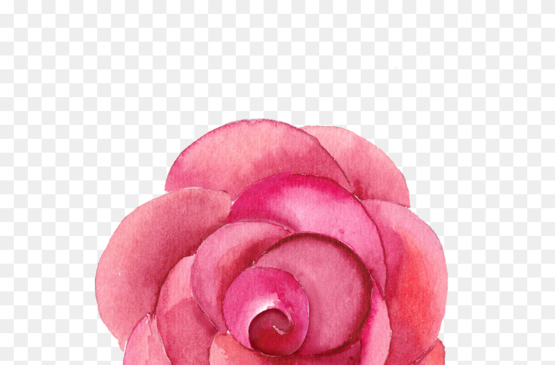 水墨风手绘玫瑰花单朵38妇女节三八妇女节女神节免抠元素素材