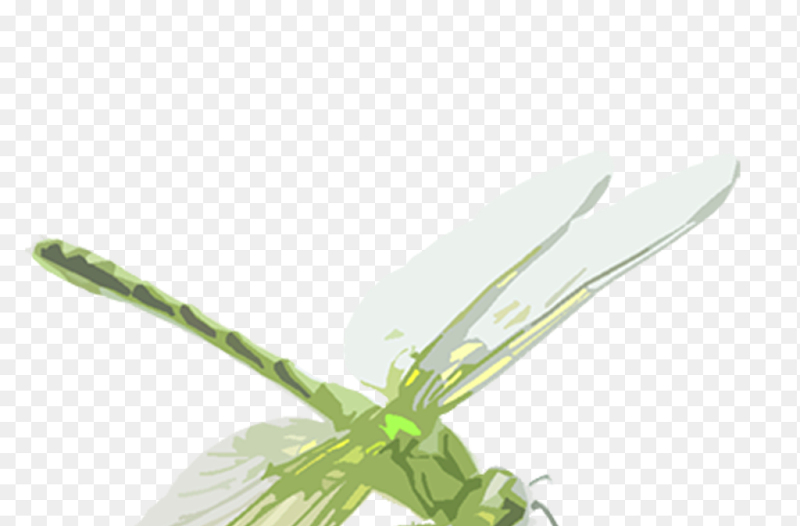 春天春季绿蜻蜓插画风免抠元素素材