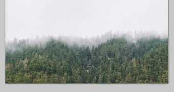 晨雾中的森林树木自然小清新高清图片