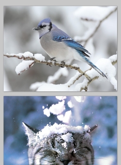 雪天里的鸟儿图片