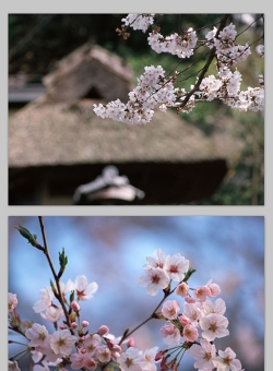 1600X1200像素高清樱花背景图片（2张）
