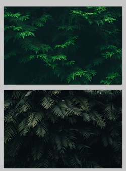 植物绿叶特写小清新高清图片（4张）