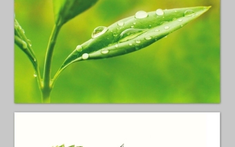 9张绿叶水滴露珠PPT背景图片