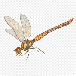 春天春季蜻蜓免抠元素素材